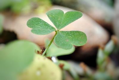 Macro photography of a clover