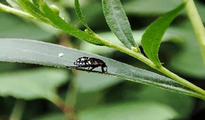 Insect on a leaf