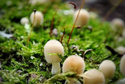 Macro photography of tiny mushrooms