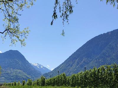 Mountains and apple orchards