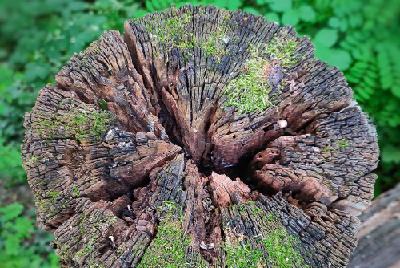 Old tree trunk photographed from above