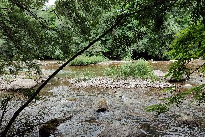 River with low water and vegetation