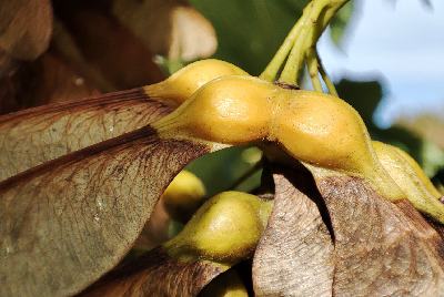 Some samaras, the maple seeds