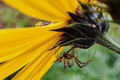 Spider under a yellow flower