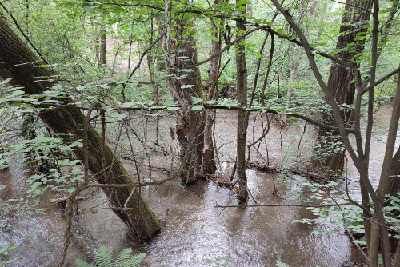 Trees flooded by the river