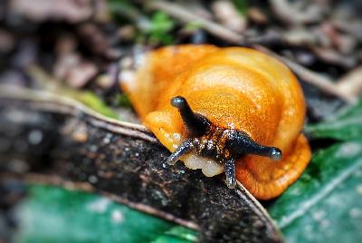 Undergrowth snail