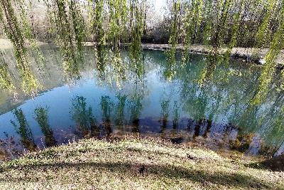 Weeping willow reflecting in the lake